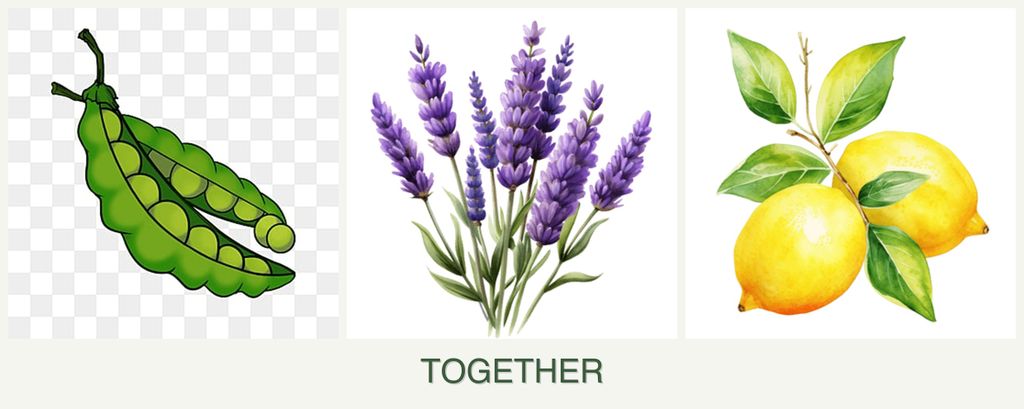 Can you plant peas, lavender and lemons together?