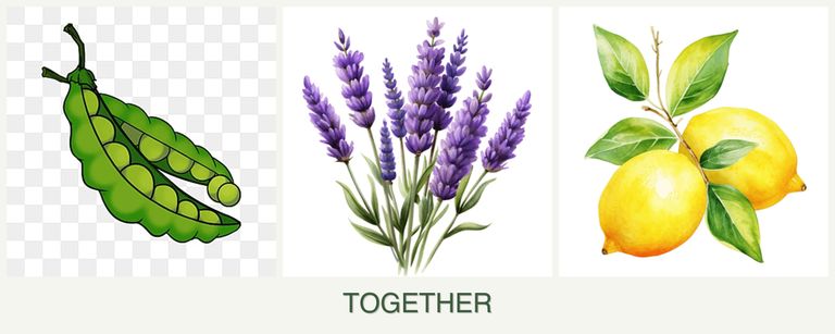Can you plant peas, lavender and lemons together?