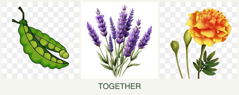 Can you plant peas, lavender and marigolds together?