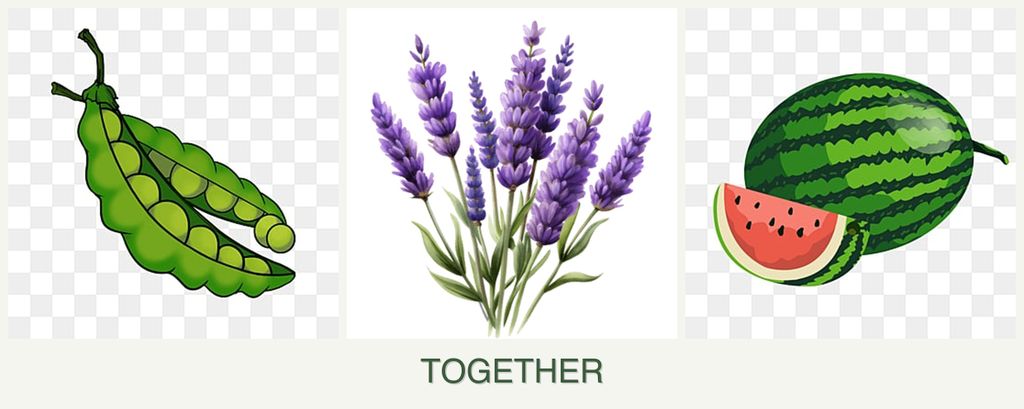 Can you plant peas, lavender and melons together?