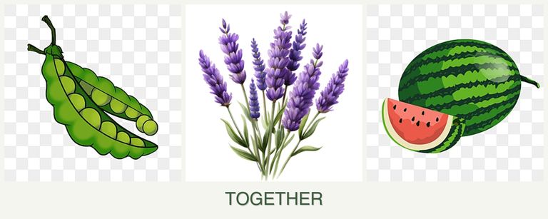 Can you plant peas, lavender and melons together?