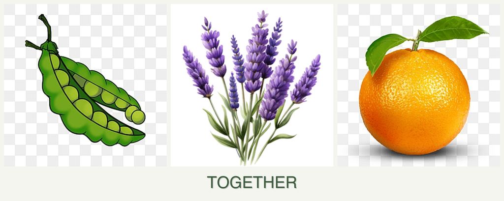 Can you plant peas, lavender and oranges together?