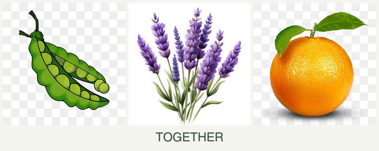 Can you plant peas, lavender and oranges together?