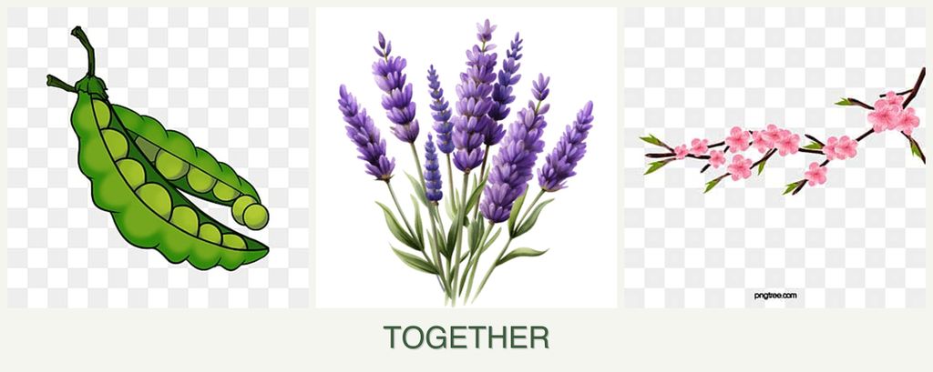 Can you plant peas, lavender and peaches together?