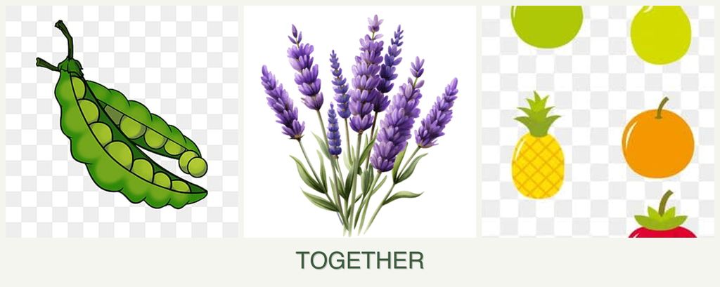 Can you plant peas, lavender and pears together?