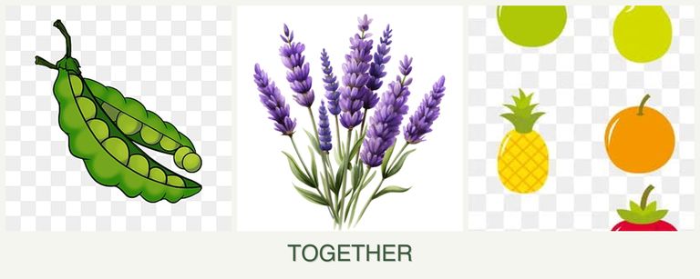 Can you plant peas, lavender and pears together?