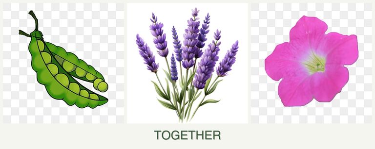 Can you plant peas, lavender and petunias together?