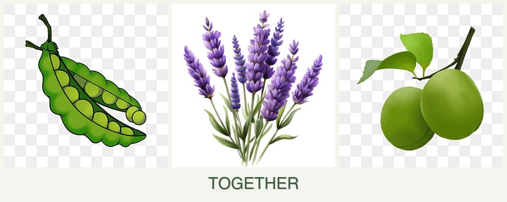 Can you plant peas, lavender and plums together?