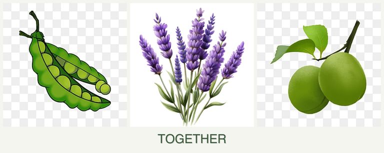 Can you plant peas, lavender and plums together?
