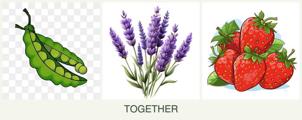 Can you plant peas, lavender and strawberries together?