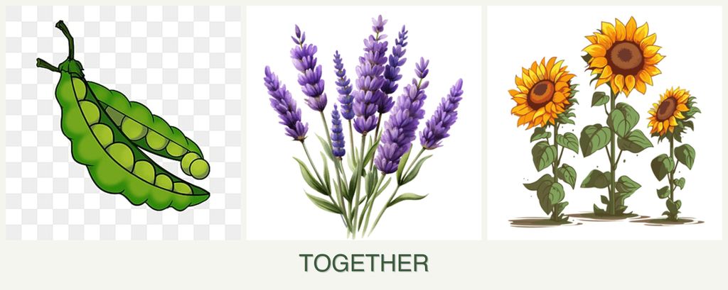 Can you plant peas, lavender and sunflowers together?
