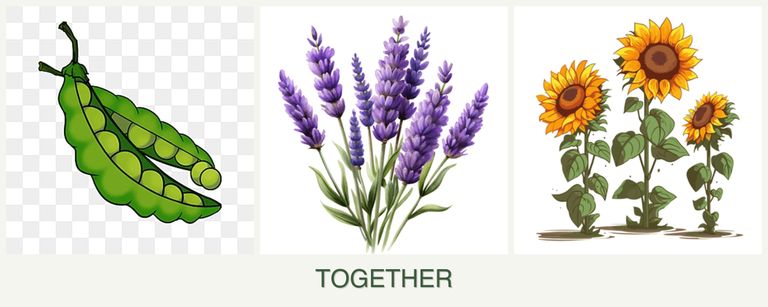 Can you plant peas, lavender and sunflowers together?