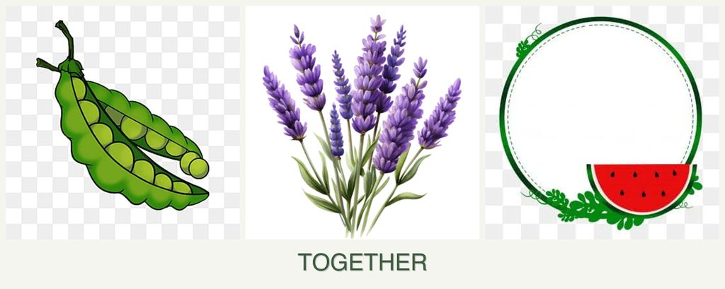 Can you plant peas, lavender and watermelons together?