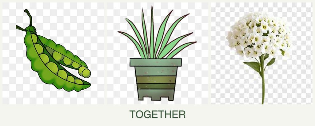 Can you plant peas, lemongrass and alyssum together?