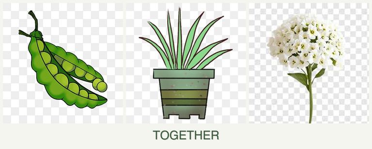 Can you plant peas, lemongrass and alyssum together?
