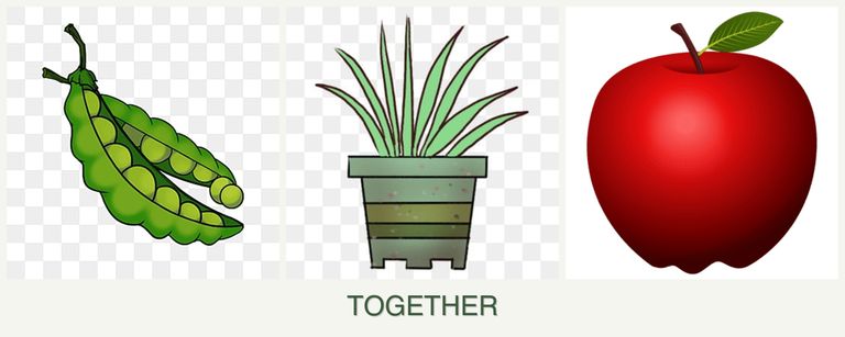 Can you plant peas, lemongrass and apples together?