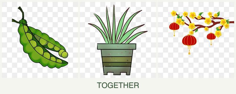 Can you plant peas, lemongrass and apricots together?