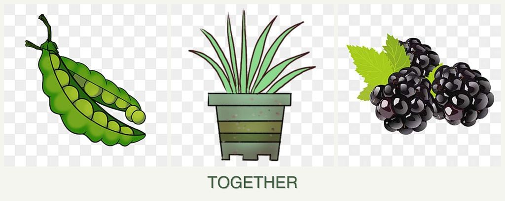 Can you plant peas, lemongrass and blackberries together?