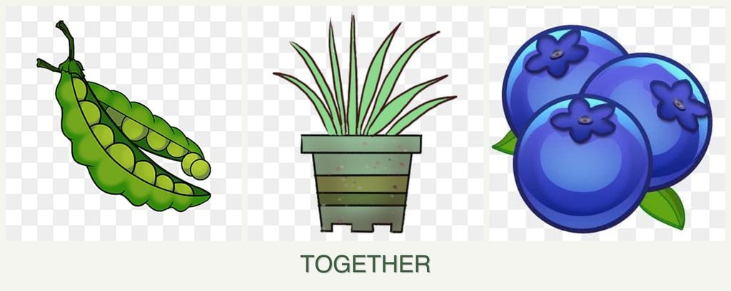 Can you plant peas, lemongrass and blueberries together?