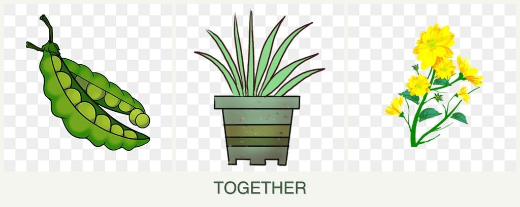 Can you plant peas, lemongrass and calendula together?