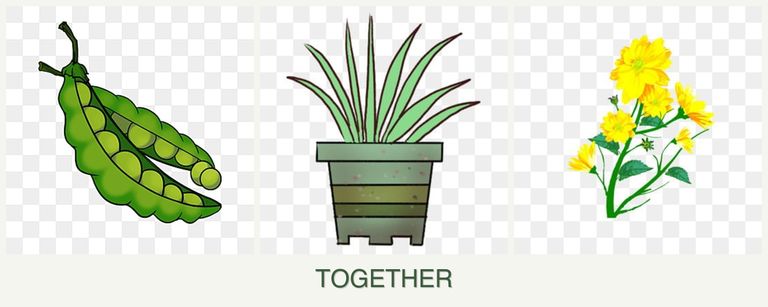 Can you plant peas, lemongrass and calendula together?