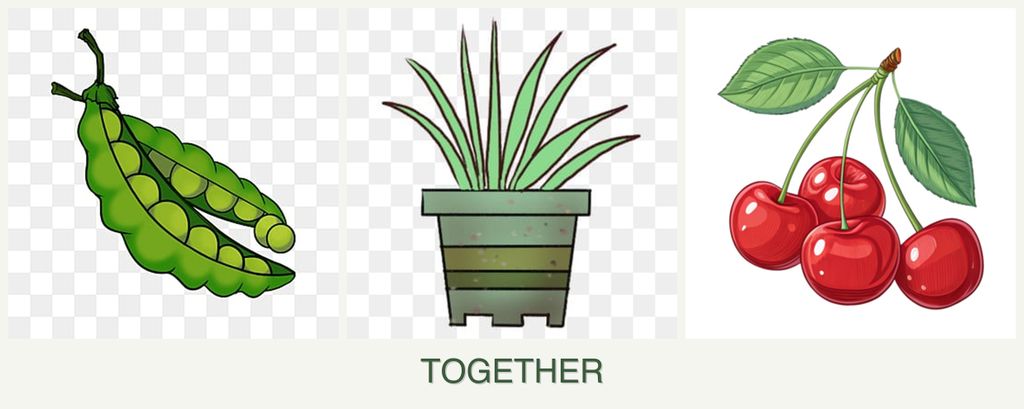 Can you plant peas, lemongrass and cherries together?