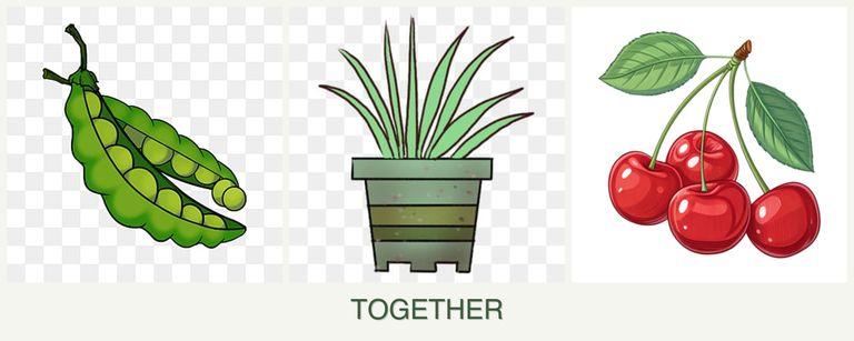 Can you plant peas, lemongrass and cherries together?