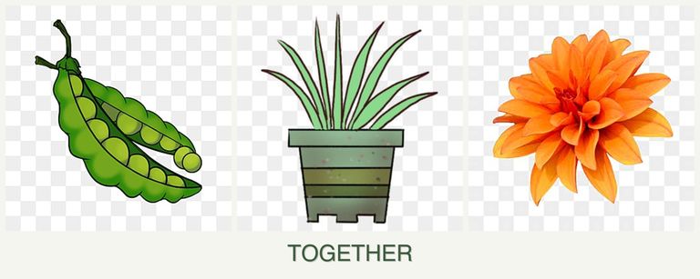 Can you plant peas, lemongrass and dahlias together?