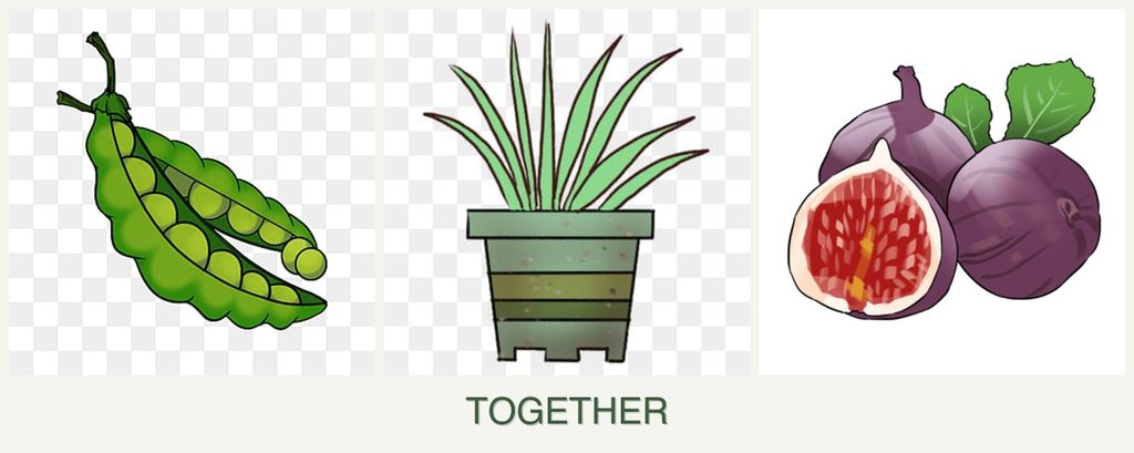 Can you plant peas, lemongrass and figs together?