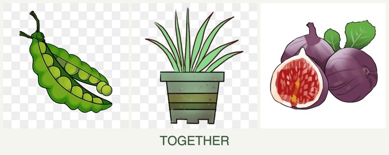 Can you plant peas, lemongrass and figs together?