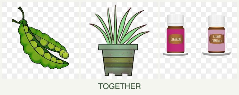 Can you plant peas, lemongrass and geraniums together?