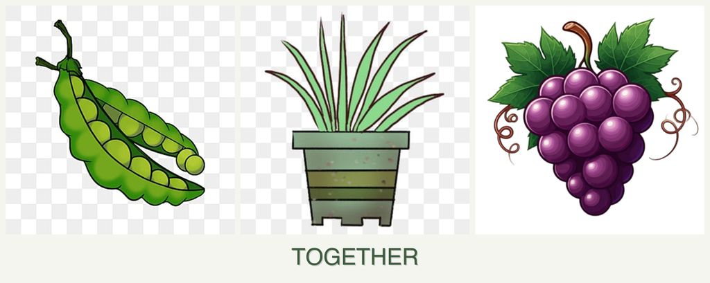Can you plant peas, lemongrass and grapes together?