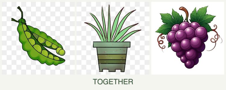 Can you plant peas, lemongrass and grapes together?