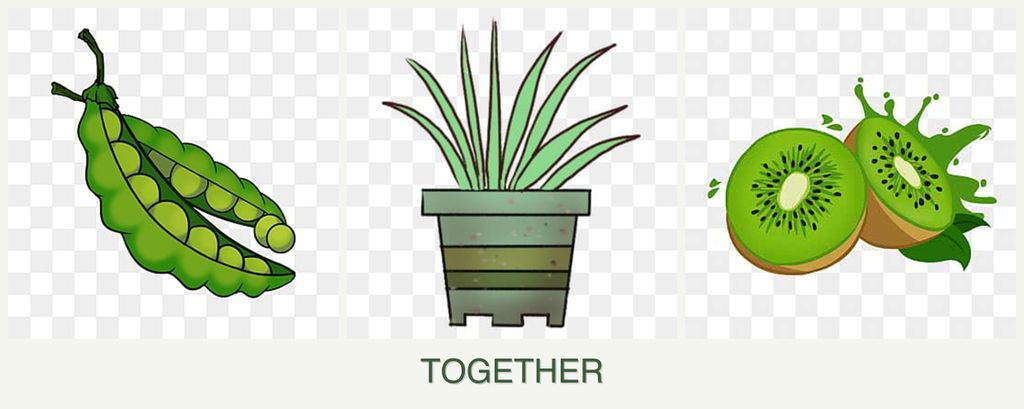 Can you plant peas, lemongrass and kiwi together?