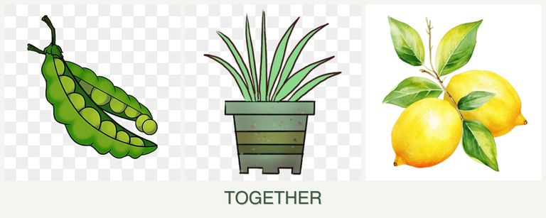 Can you plant peas, lemongrass and lemons together?