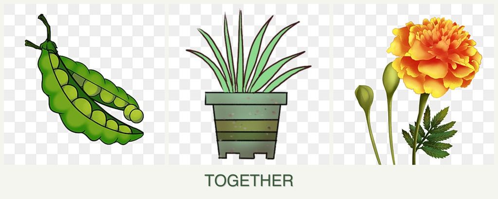 Can you plant peas, lemongrass and marigolds together?