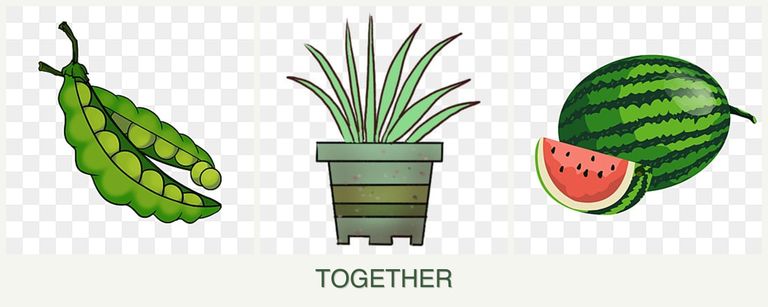 Can you plant peas, lemongrass and melons together?