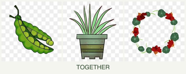 Can you plant peas, lemongrass and nasturtiums together?