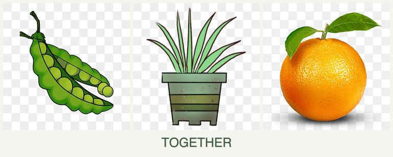 Can you plant peas, lemongrass and oranges together?