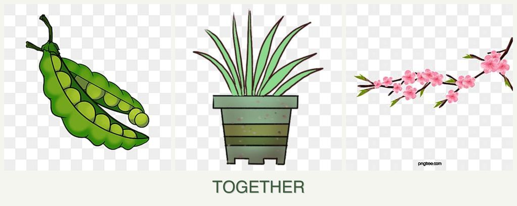 Can you plant peas, lemongrass and peaches together?