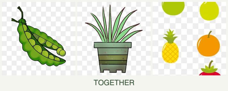 Can you plant peas, lemongrass and pears together?
