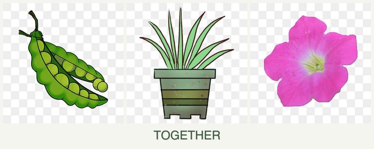 Can you plant peas, lemongrass and petunias together?