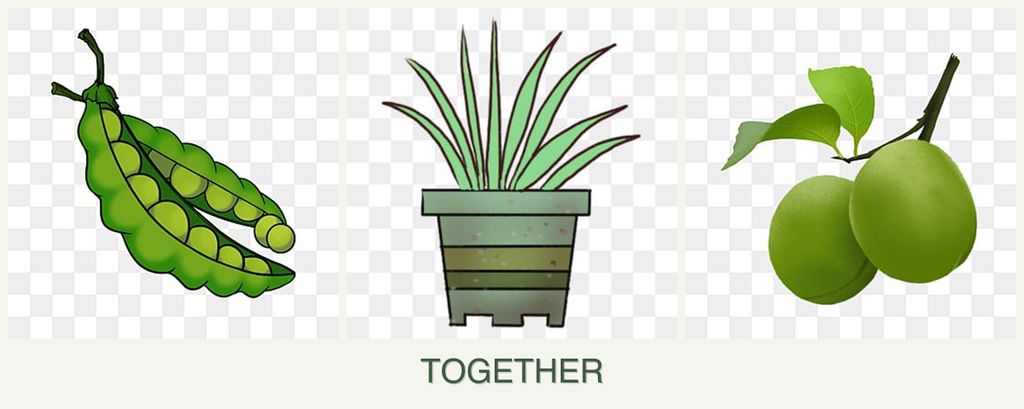 Can you plant peas, lemongrass and plums together?