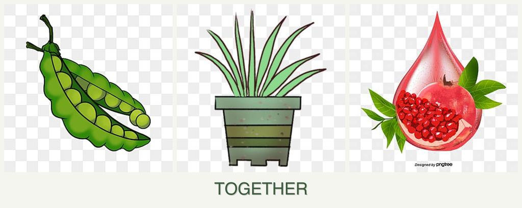 Can you plant peas, lemongrass and pomegranates together?