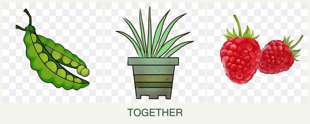 Can you plant peas, lemongrass and raspberries together?