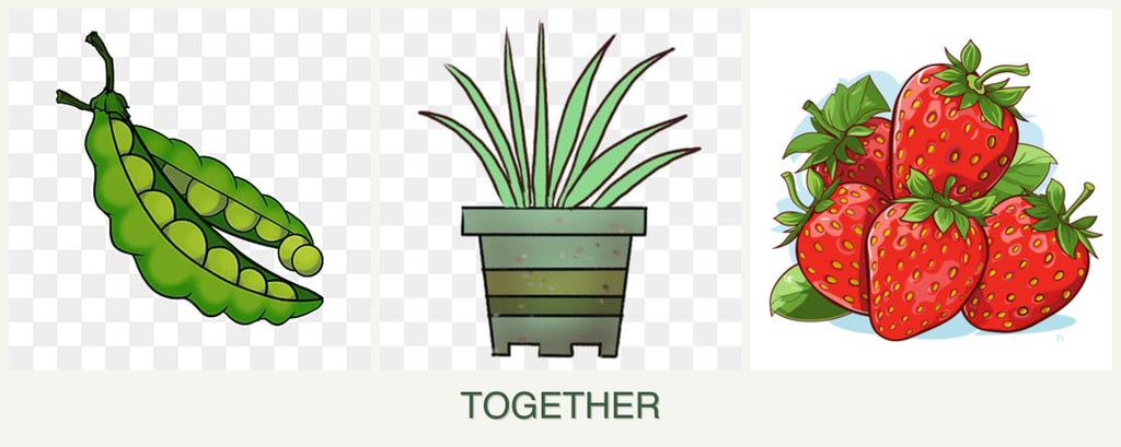 Can you plant peas, lemongrass and strawberries together?
