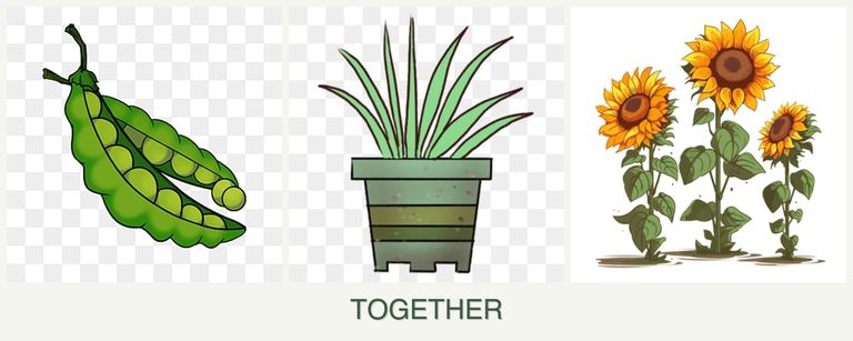 Can you plant peas, lemongrass and sunflowers together?