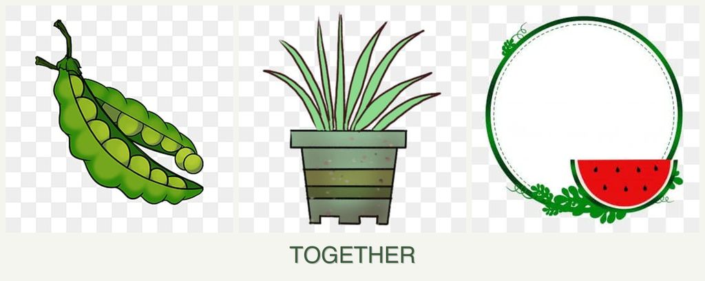 Can you plant peas, lemongrass and watermelons together?