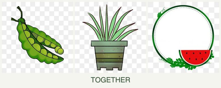 Can you plant peas, lemongrass and watermelons together?
