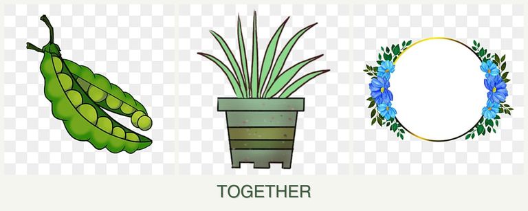 Can you plant peas, lemongrass and zinnias together?
